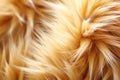 Animal fur macro shot, natural texture. AI Generated Royalty Free Stock Photo