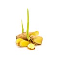 Ginger baby,ginger tree on white background.herb for health Royalty Free Stock Photo