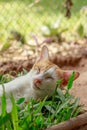 Ginger barn cat laying peacefully on a box of grass Royalty Free Stock Photo