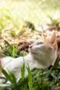 Ginger barn cat laying peacefully on a box of grass Royalty Free Stock Photo