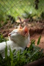 Ginger barn cat laying peacefully on a box of grass Royalty Free Stock Photo