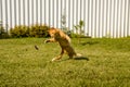 Ginger bouncing cat plays with a caught mouse on a background of green grass