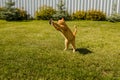 Ginger bouncing cat plays with a caught mouse on a background of green grass