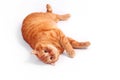 Ginger british cat lying on the back on white studio background Royalty Free Stock Photo