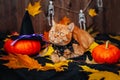 Ginger british cat with pumpkins on halloween background. Royalty Free Stock Photo