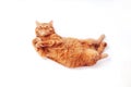 Ginger british cat stretching on white studio background Royalty Free Stock Photo