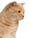 Ginger British Shorthair cat, 1 year old Royalty Free Stock Photo