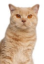 Ginger British Shorthair cat, 1 year old Royalty Free Stock Photo