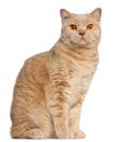 Ginger British Shorthair cat, 1 year old Royalty Free Stock Photo