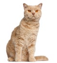 Ginger British Shorthair cat, 1 year old Royalty Free Stock Photo