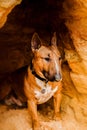 A ginger bull terrier sits by around sandy cliff in the summer. Traveling with a dog through unusual natural places