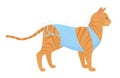 Ginger cat bandage after surgery pet spy concept