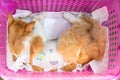 A ginger cat bandaged after a sterilization operation under anesthesia lies in a carrier. Veterinary and animal care