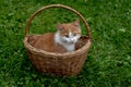 ginger cat in a basket on the grass Royalty Free Stock Photo