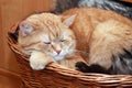 Ginger Cat In Basket Royalty Free Stock Photo