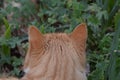 Ginger cat on a bed of clovers. Close-up back of cat head. Royalty Free Stock Photo