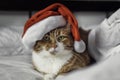 Ginger cat in the bed with a santa's hat. Royalty Free Stock Photo