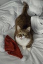 Ginger cat in the bed with a santa's hat. Royalty Free Stock Photo