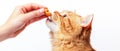 Ginger Cat Being Fed a Treat by Hand on White Background