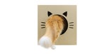 Ginger cat with big tail going in funny cardboard box on white background with copy space