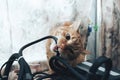 Ginger Cat Bite the Wires