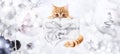 Ginger cat and box gift present with silver ribbon bow on christ Royalty Free Stock Photo