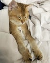 Little British Shorthair golden kitten cat sleeping