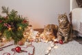 Two cats near the Christmas tree Royalty Free Stock Photo