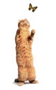 Ginger cat and butterfly Royalty Free Stock Photo