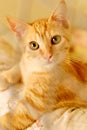 Ginger cat in a cage behind jail inside of animal shelter Royalty Free Stock Photo