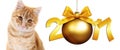 Ginger cat and christmas ball with gold satin ribbon bow Royalty Free Stock Photo