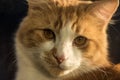 Ginger cat close-up