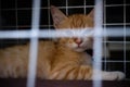 The Ginger cat constrained in the cage Royalty Free Stock Photo