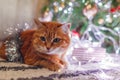 Ginger cat covered with tinsel lying by Christmas tree, lights and gift box at home. Sad pet left alone for holiday Royalty Free Stock Photo