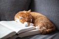 the ginger cat is curled up in a ball and sleeps on two large, thick books. Education concept and learning difficulties