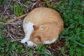 Ginger cat curled up sleeping on a bed of clovers