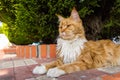 Ginger cat Royalty Free Stock Photo