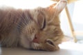 Ginger Cat. Cute Cat Sleeps and Dreams. Favorite Pets