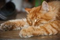 A ginger cat with dirty paws laying on a wooden floor in a hallway