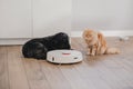 ginger cat and dog with robot vacuum cleaner, smart home system Royalty Free Stock Photo
