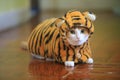 Ginger cat dress like tiger in new year