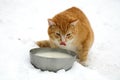 Ginger cat drinking milk Royalty Free Stock Photo