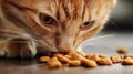Ginger Cat Eating Dry Cat Food Royalty Free Stock Photo