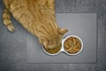 Ginger Cat eating dry food beside a food bowl with wet food, seen directly from above. Royalty Free Stock Photo