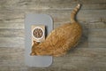 Ginger cat eating food from a double food bowl. Royalty Free Stock Photo