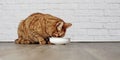 Ginger cat eating from a white bowl