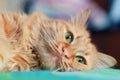 Ginger cat face with bright green eyes close up Royalty Free Stock Photo