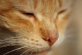 Ginger cat face closeup. Animal portrait. Pet resting Royalty Free Stock Photo