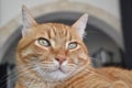 Ginger cat face closeup. Cat relaxing at home.