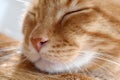 Ginger cat face closeup. Cat relaxing at home. Royalty Free Stock Photo